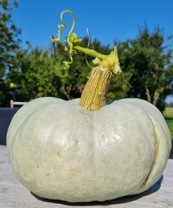 Hungarian Blue græskar
